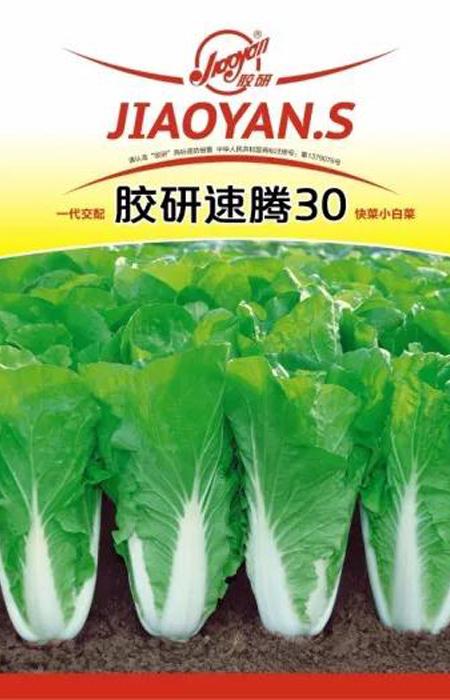 胶研速腾30（快菜）——速生小白菜